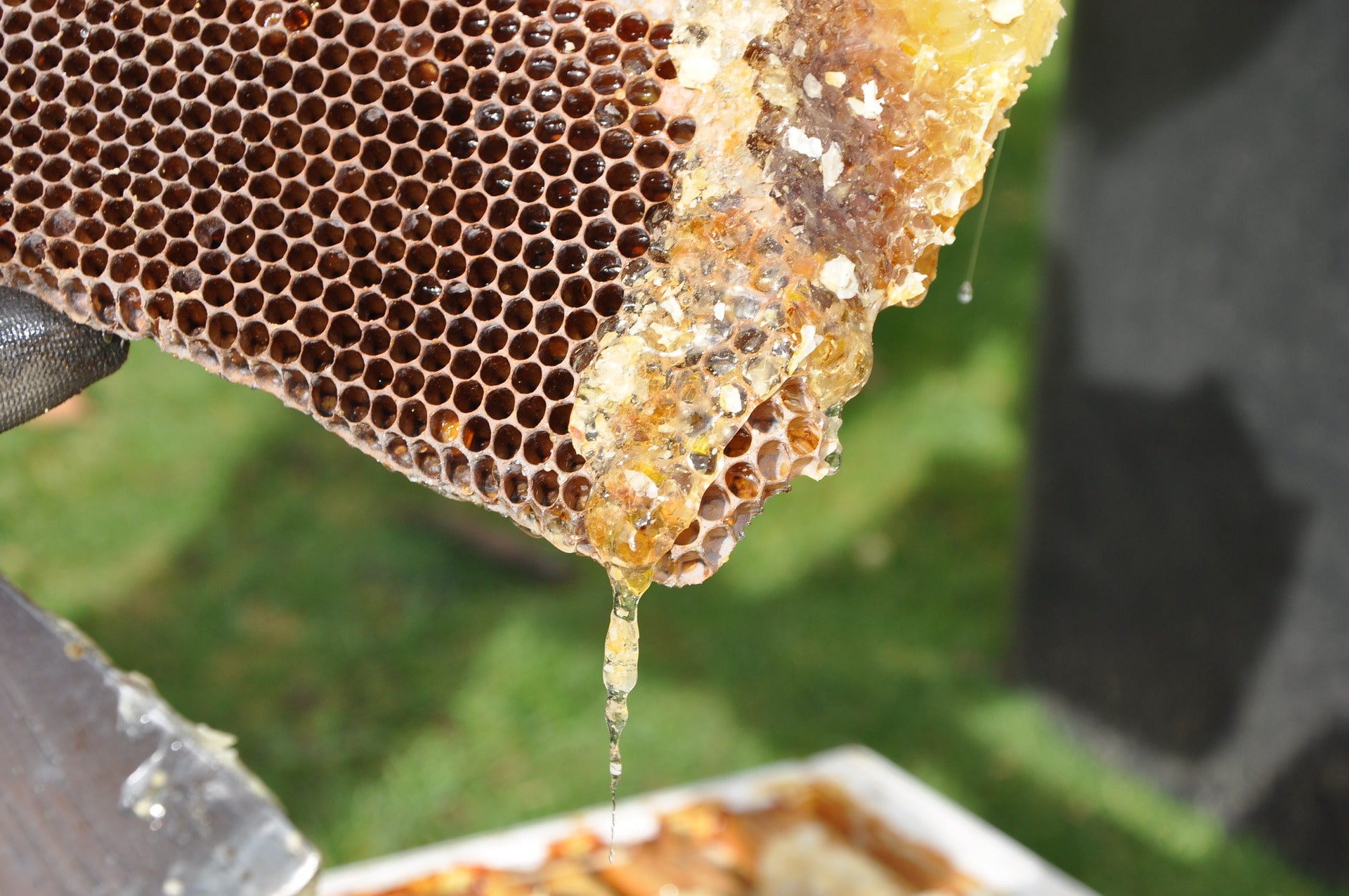 beekeeper-g696171e08_1920-min.jpg