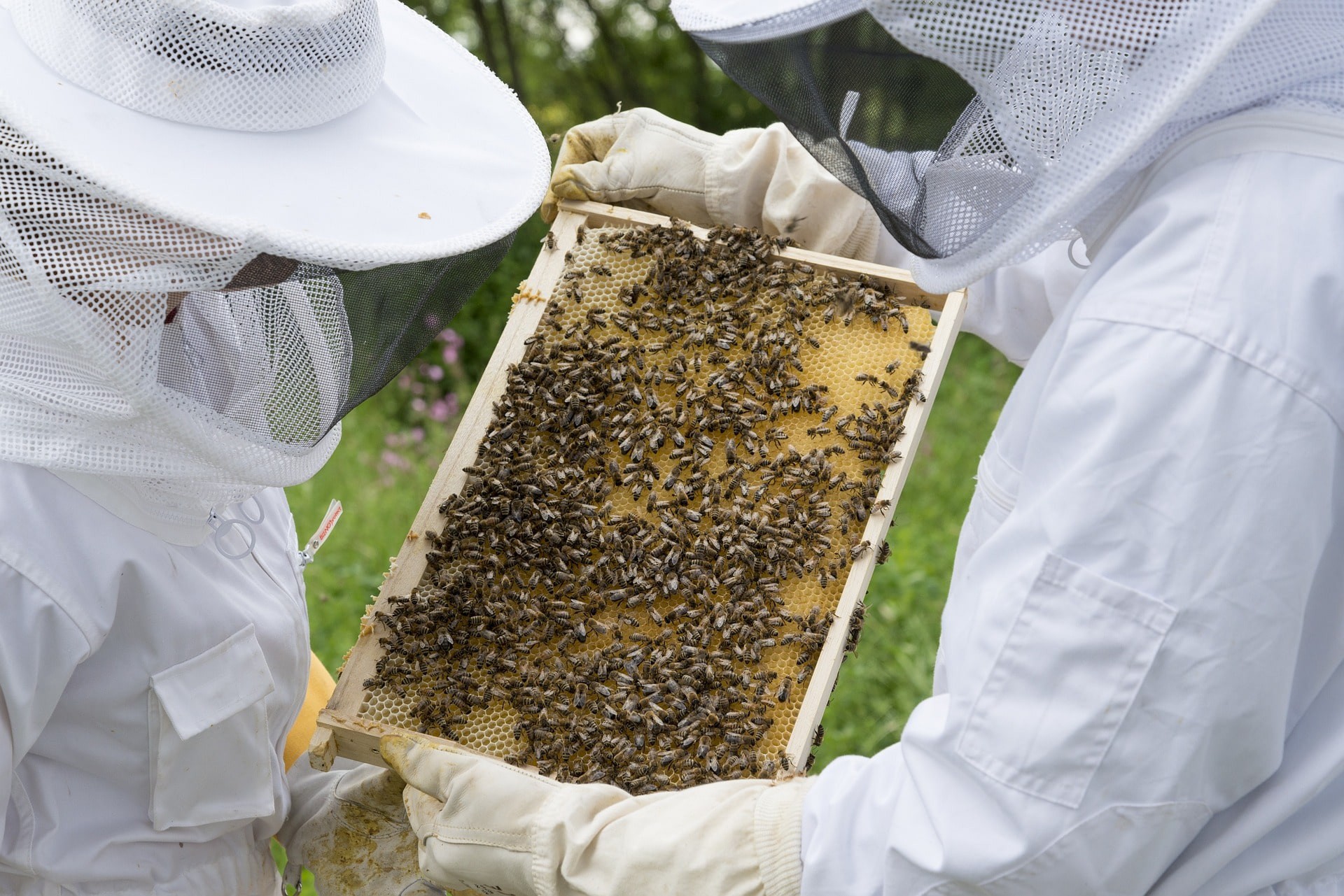 beekeeper-2650664_1920-min.jpg